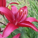 Wine Lily by julie