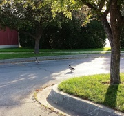 18th Jun 2014 - Duck walk