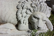 17th Jun 2014 - Lion around