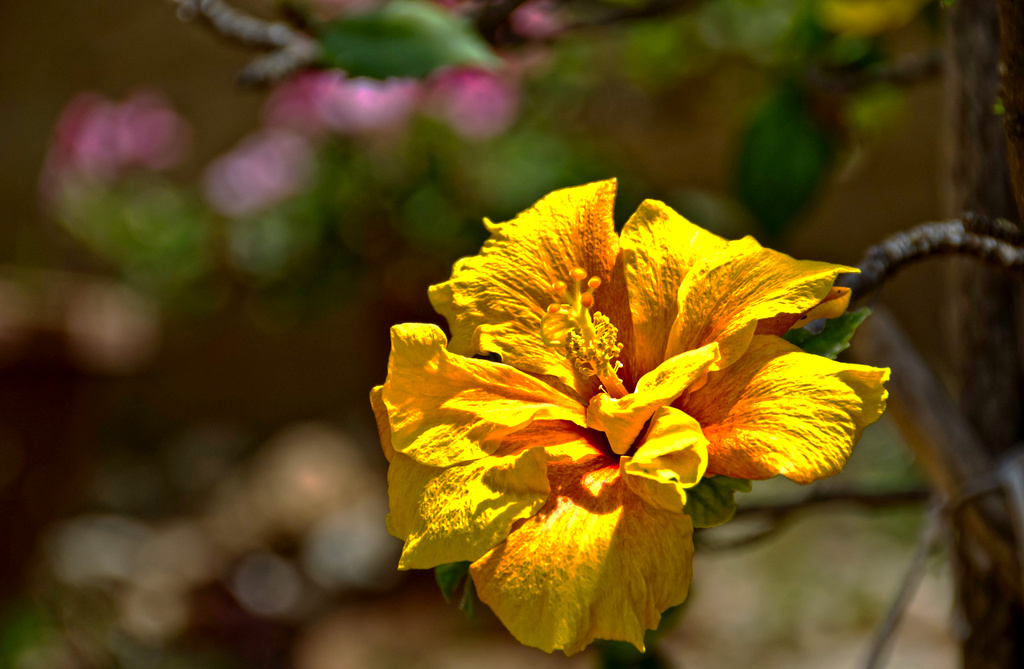 A YELLOW HIBISCUS by sangwann