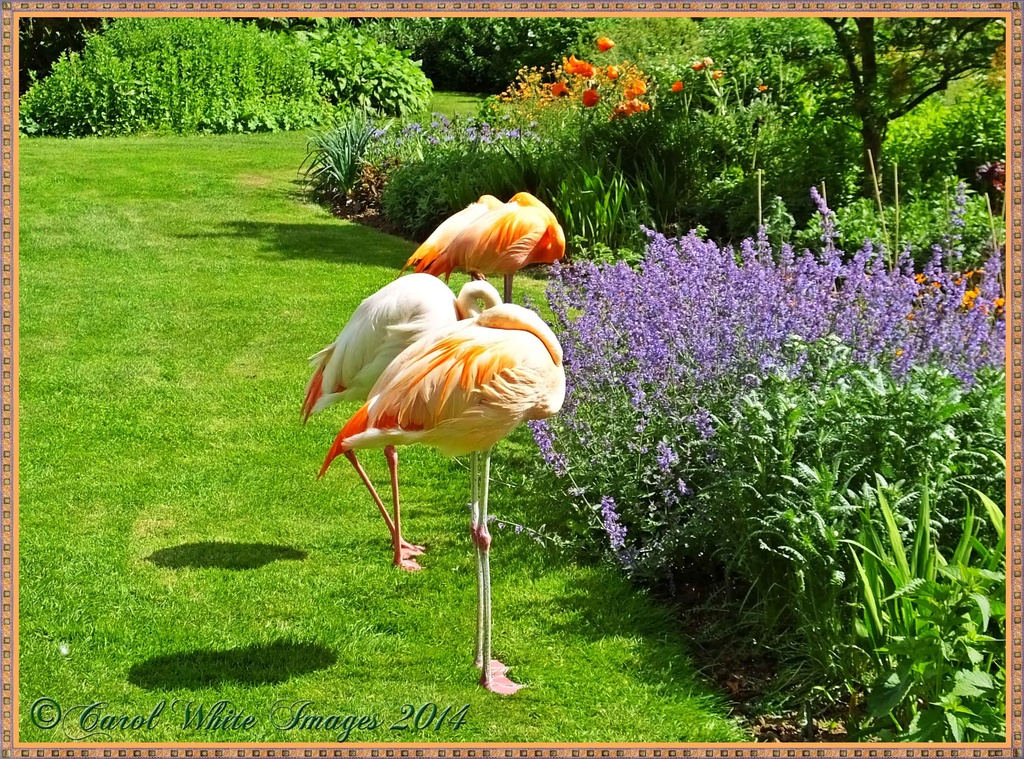 Flamingoes And Flowers by carolmw
