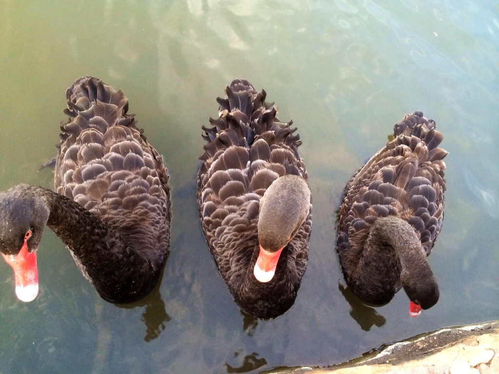 Three black ducks by pusspup