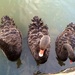 Three black ducks by pusspup