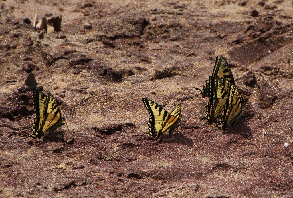 Swallowtail Butterflies by oldjosh