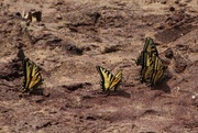 26th May 2014 - Swallowtail Butterflies