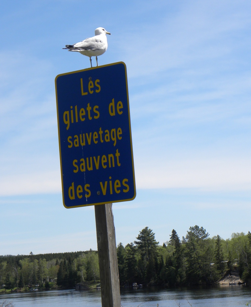 French Gull? by oldjosh