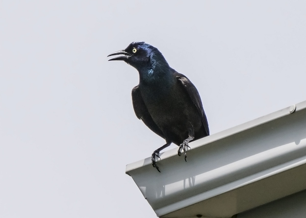 High Perching Common Grackle by gardencat