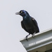 High Perching Common Grackle by gardencat