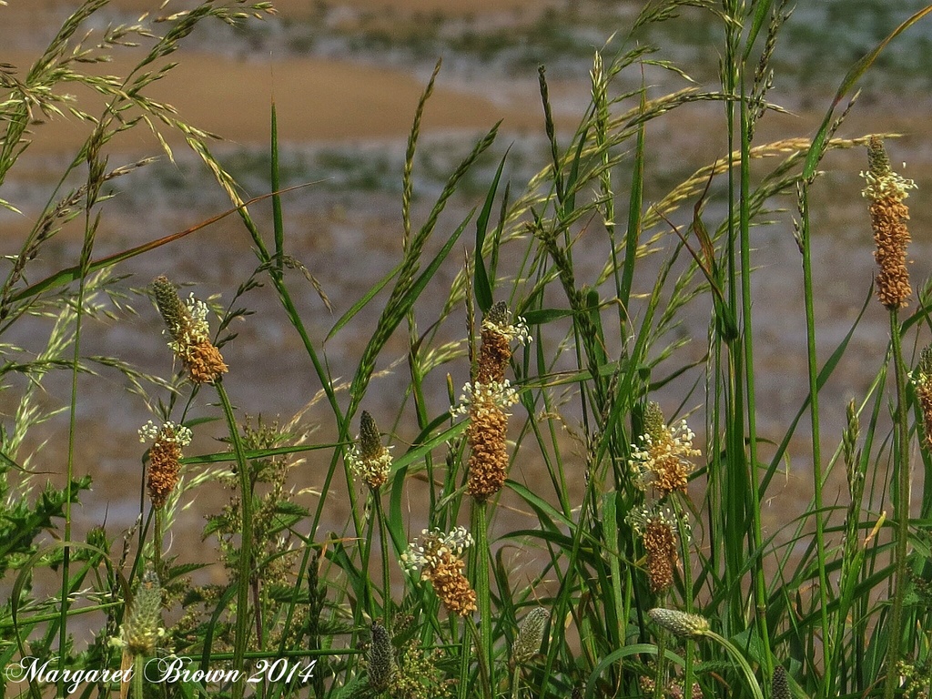 Just grasses..... by craftymeg