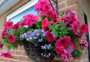 19th Jun 2014 - the hanging basket I didn't plant