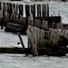 Common Merganser by the Mackinac Bridge by annepann