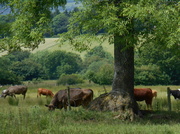 19th Jun 2014 - Cows in the meadow.