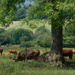 Cows in the meadow. by snowy