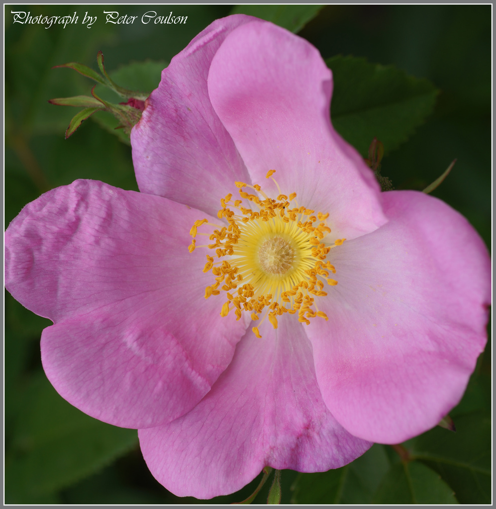 Wild Rose by pcoulson