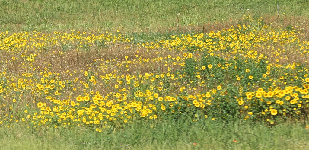 Sunflowers beside the interstate by randystreat