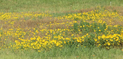 19th Jun 2014 - Sunflowers beside the interstate