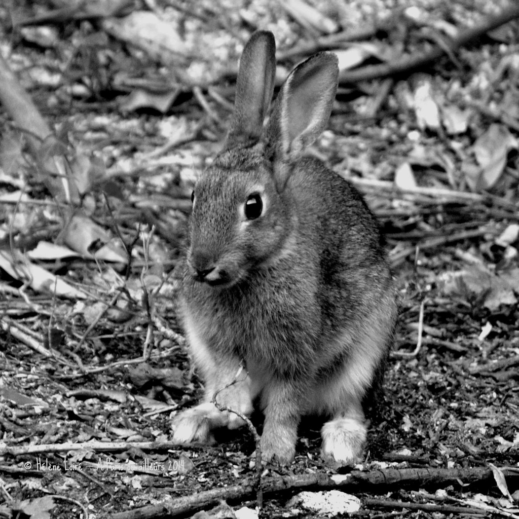 Rabbit in the garden by parisouailleurs