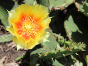 19th Jun 2014 - Prickly pear cactus bloom