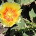 Prickly pear cactus bloom by randystreat