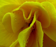 18th Jun 2014 - Begonia Folds With Added Water