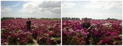 19th Jun 2014 - Dianthus field