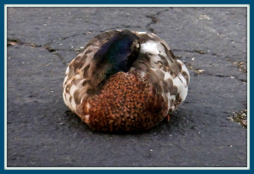 Ball of Duck by linnypinny