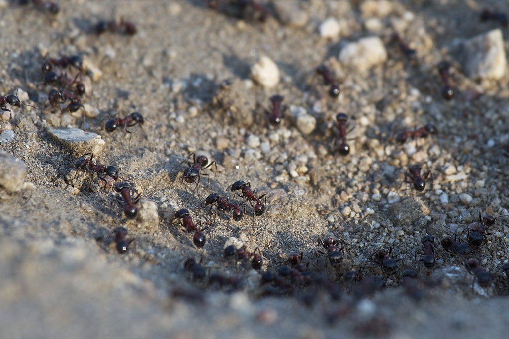 Harvester Ants by robv