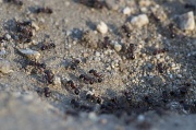9th Oct 2010 - Harvester Ants