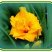 Double Yellow Daylily by vernabeth