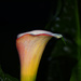 Calla Lily by lstasel