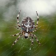 9th Oct 2010 - Itsy Bitsy Spider