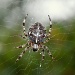 Itsy Bitsy Spider by andycoleborn
