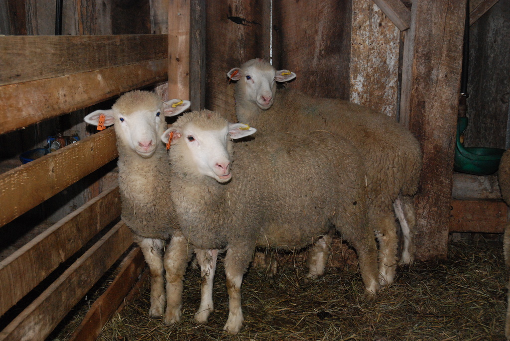Sherri's sheep by farmreporter