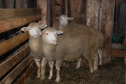 4th May 2014 - Sherri's sheep