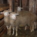 Sherri's sheep by farmreporter
