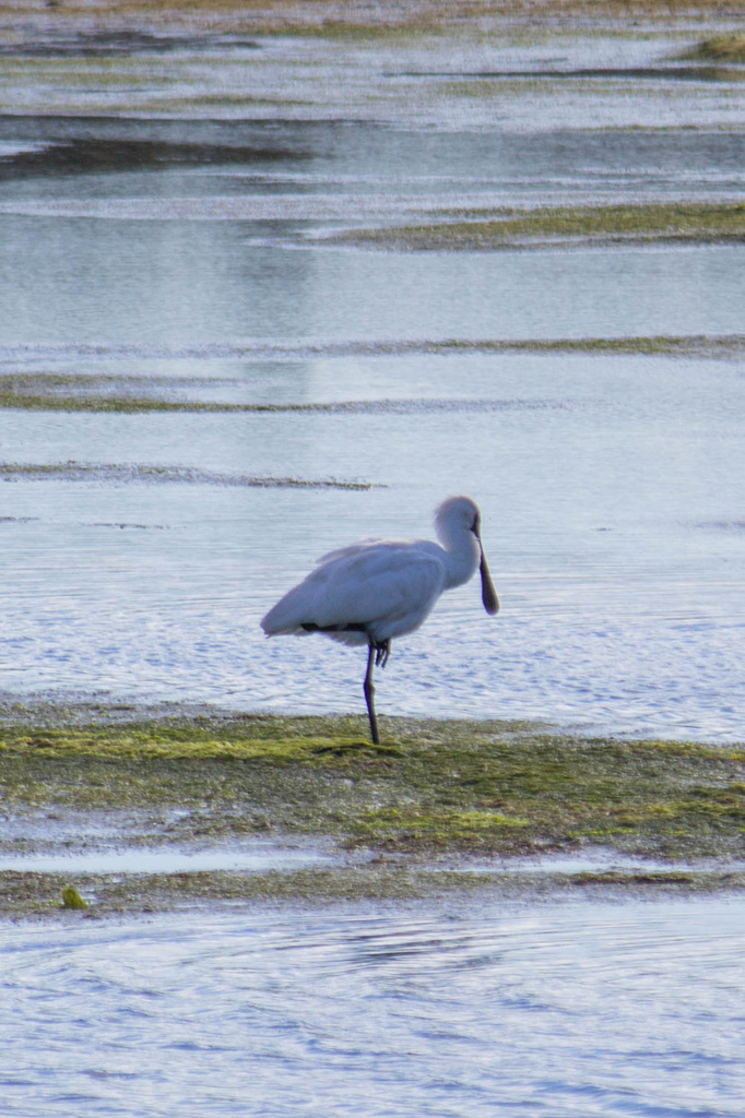 Spoonbill by goosemanning