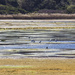 Wetlands by goosemanning