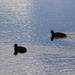 Ducks in the Pond by leestevo