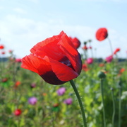 18th Jun 2014 - Poppies blowing in the wind for my quilt of summery images