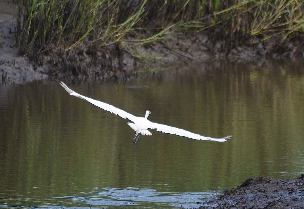 Great white heron, Charles Towne Landing State Historic Site, Charleston SC by congaree