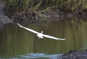 20th Jun 2014 - Great white heron, Charles Towne Landing State Historic Site, Charleston SC