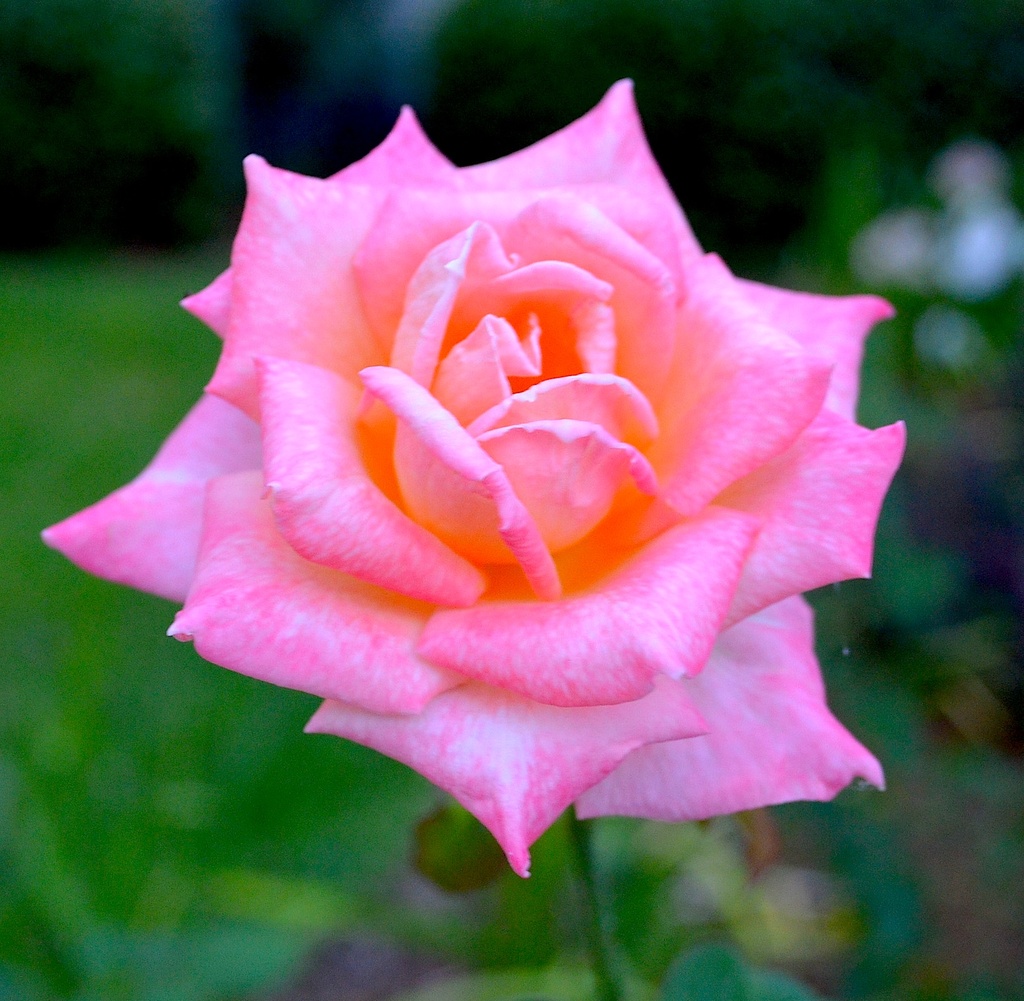 A perfect rose by congaree