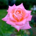 A perfect rose by congaree
