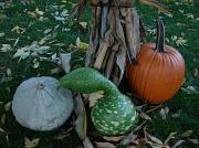 10th Oct 2010 - Goosey Gourd