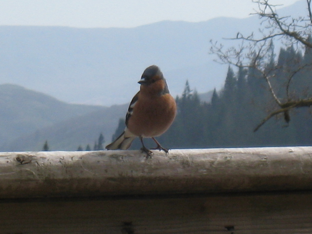 Cheeky chaffinch by sarahhorsfall