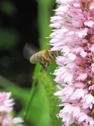 8th Jun 2014 - Busy bee