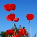 Poppies by pavlina