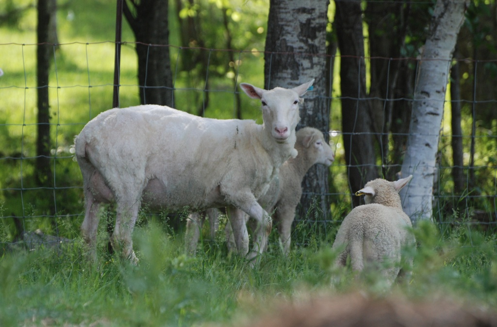Sheared  by farmreporter