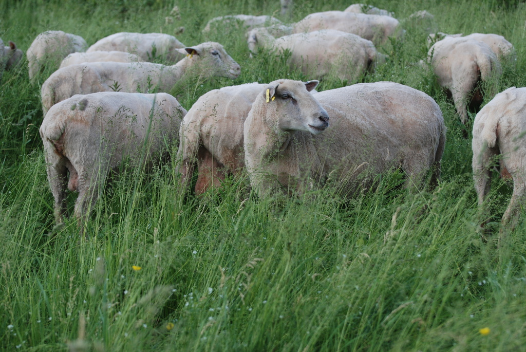 Sheared Again by farmreporter