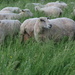 Sheared Again by farmreporter